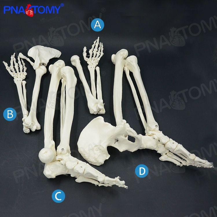 인체 해부학 뼈모형 교육용 골반 정형외과 해골 병원 골격 모형 사람 어깨 B형 상지 뼈 견갑골 쇄골 포함 좌측 - 상세 이미지 4