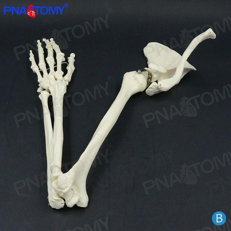 인체 해부학 뼈모형 교육용 골반 정형외과 해골 병원 골격 모형 사람 어깨 B형 상지 뼈 견갑골 쇄골 포함 좌측 - 상세 이미지 3