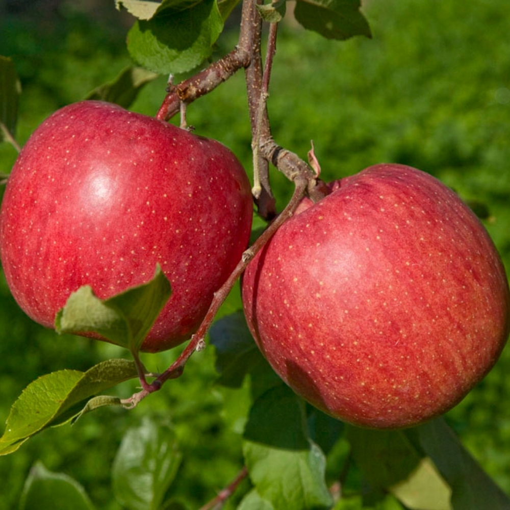 사과 청송 문경 홍로 아오리 감홍 황금 시나노골드 아리수 못난이 부사 꿀사과 4kg