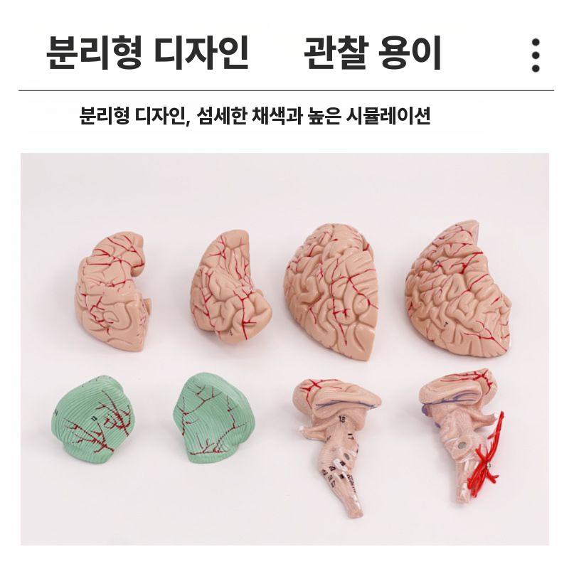 두뇌 해부학모형 뇌구조 해부학 모델 과학실 병원 해부도 - 상세 이미지 3