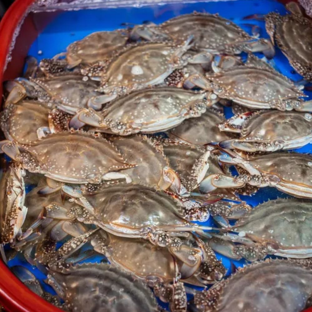 활꽃게 가을 숫꽃게 꽃개 꽂게 서해안 제철 숮꽃게 수꽃게 생물 숫게 1kg(3~5미) - 상세 이미지 5