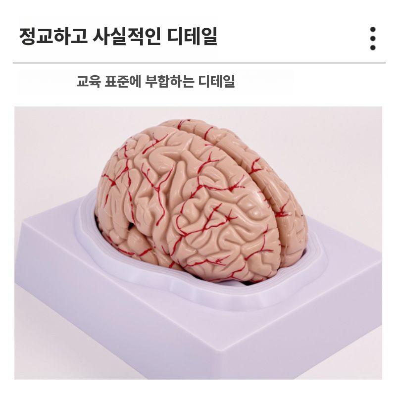두뇌 해부학모형 뇌구조 해부학 모델 과학실 병원 해부도 - 상세 이미지 2