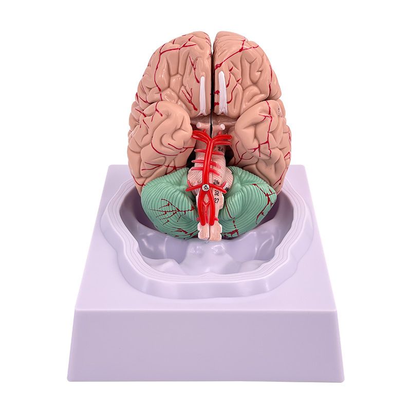 두뇌 해부학모형 뇌구조 해부학 모델 과학실 병원 해부도 - 상세 이미지 5
