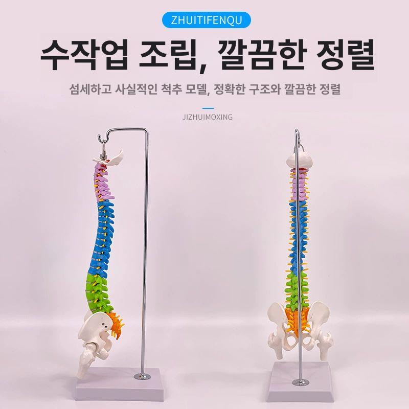 인체모형 교구 골반 해부 산부인과 과학 병원 관찰 교육용 정형과외 모형 허리 골반뼈 사람 45cm 직립형 골반 포함 단단한 B - 상세 이미지 3