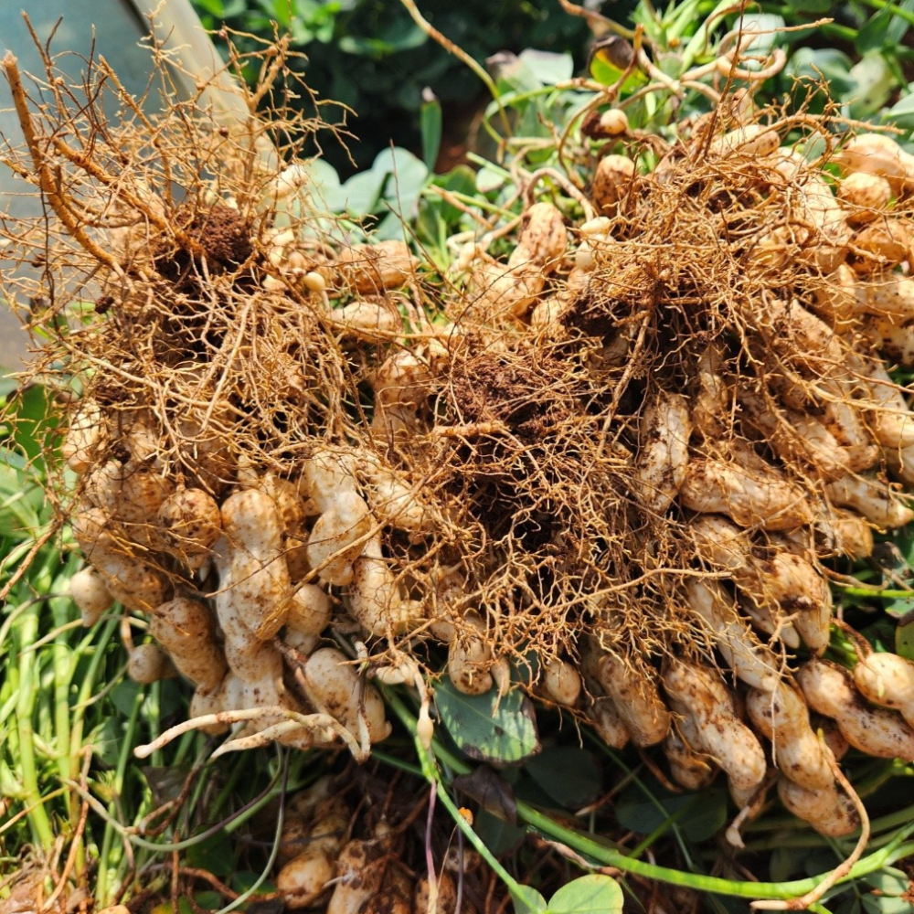 햇땅콩 생땅콩 국산 예천 피땅콩 국내산 흙땅콩 제철 알땅콩 1kg - 상세 이미지 3