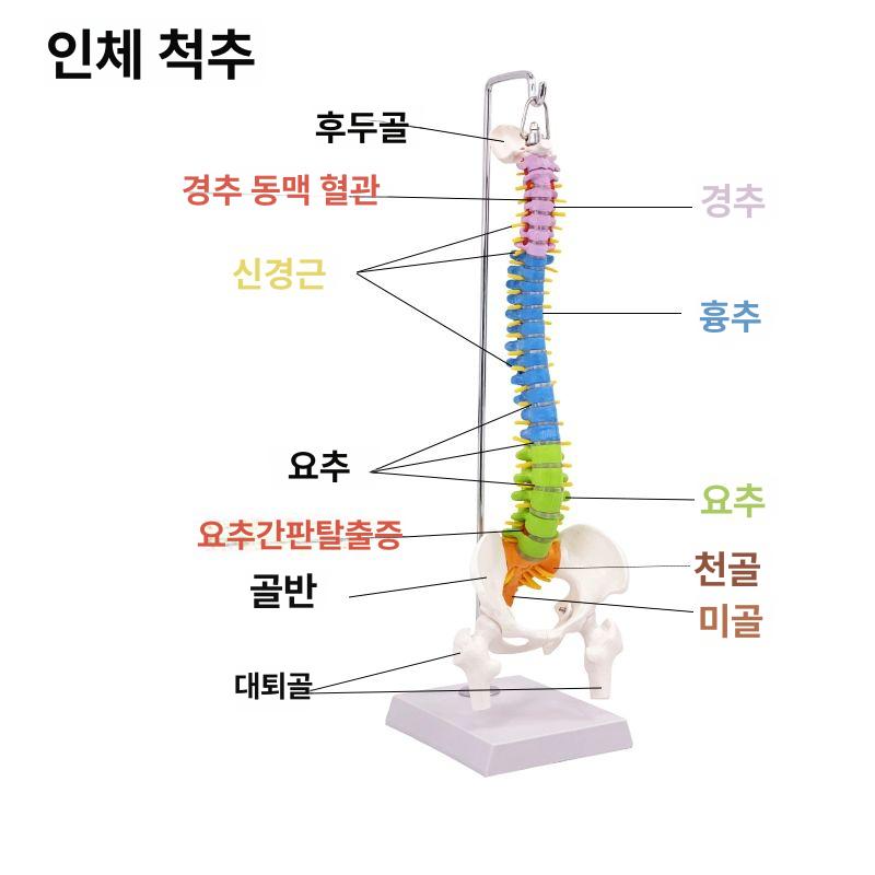 인체모형 교구 골반 해부 산부인과 과학 병원 관찰 교육용 정형과외 모형 허리 골반뼈 사람 45cm 직립형 골반 포함 단단한 B - 상세 이미지 5