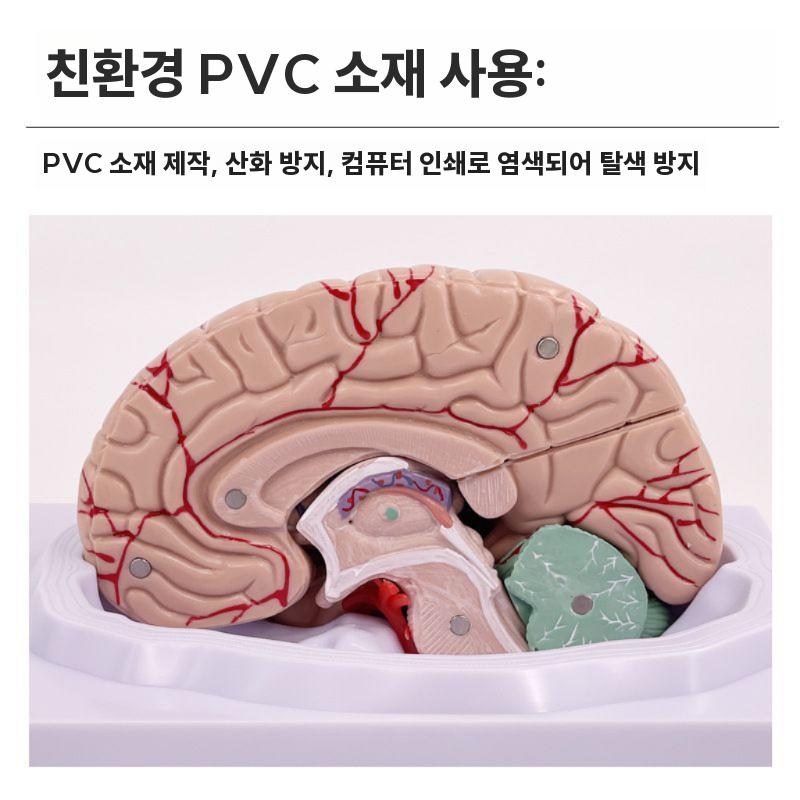 두뇌 해부학모형 뇌구조 해부학 모델 과학실 병원 해부도 - 상세 이미지 4