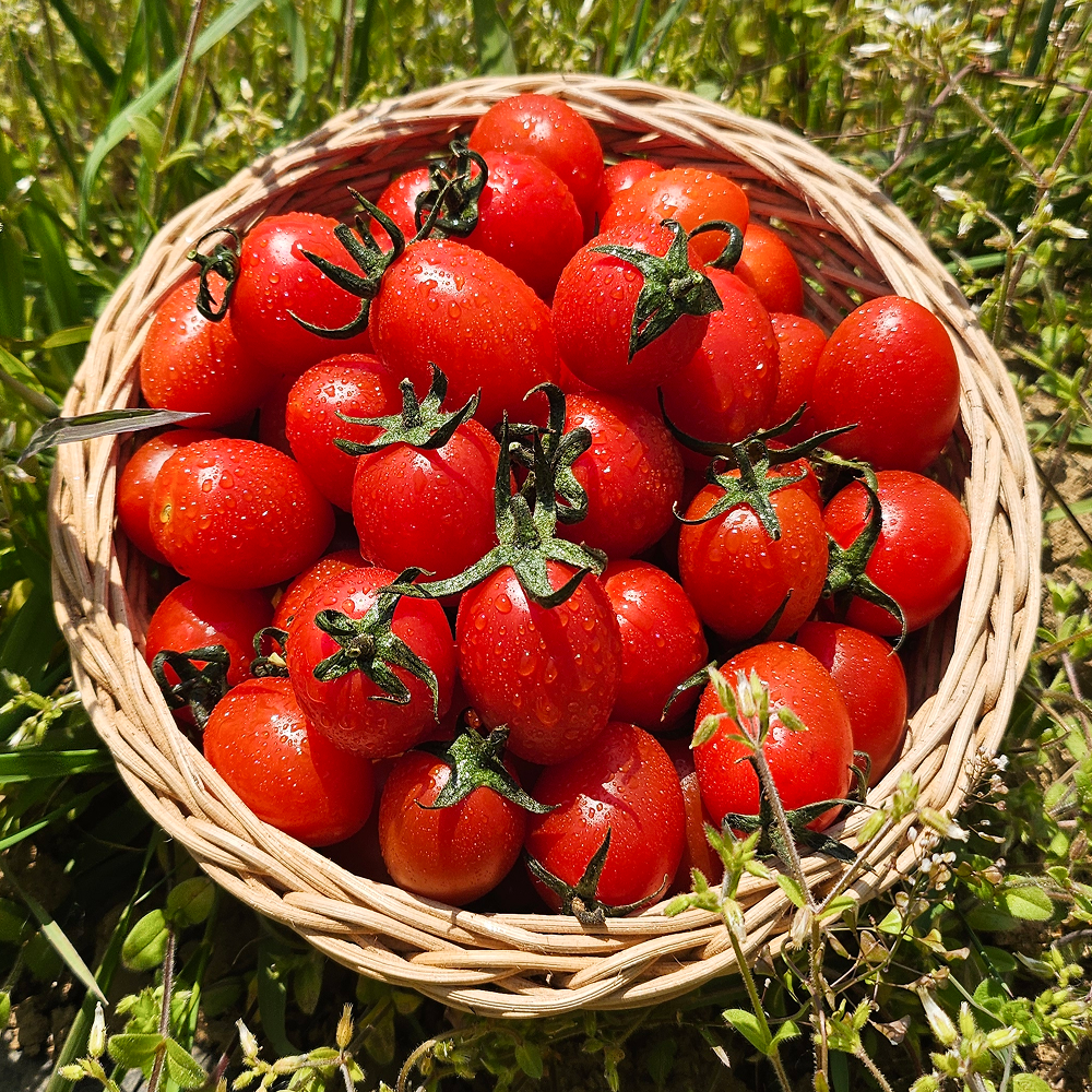 [특별가] 산지직송 국내산 대추 방울토마토 특 로얄과 500g 1Kg 2kg 대용량 - 상품 이미지