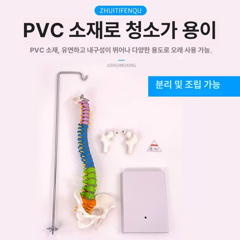 인체모형 교구 골반 해부 산부인과 과학 병원 관찰 교육용 정형과외 모형 허리 골반뼈 사람 45cm 직립형 골반 포함 단단한 B - 상세 이미지 4