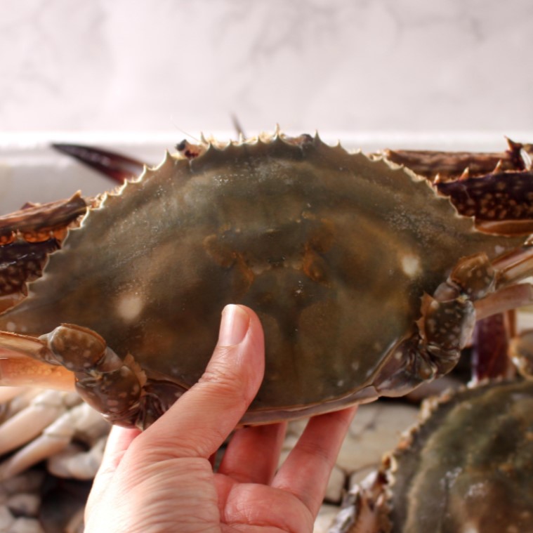 활꽃게 가을 숫꽃게 꽃개 꽂게 서해안 제철 숮꽃게 수꽃게 생물 숫게 1kg(3~5미) - 상세 이미지 3