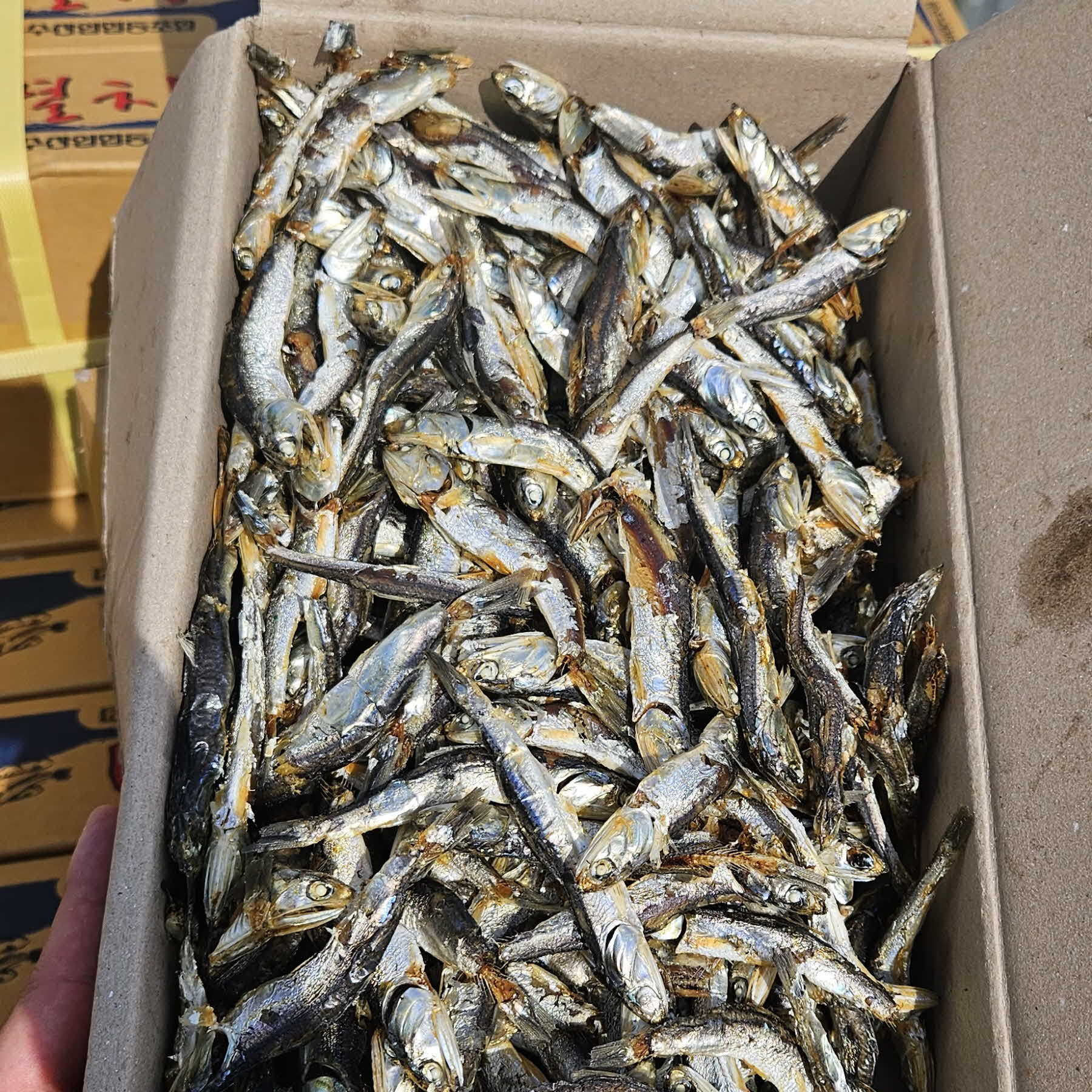(도매)국산 육수멸치 1.5kg 12박스 2줄 업소용 국물 다시 멸치 - 메인 이미지