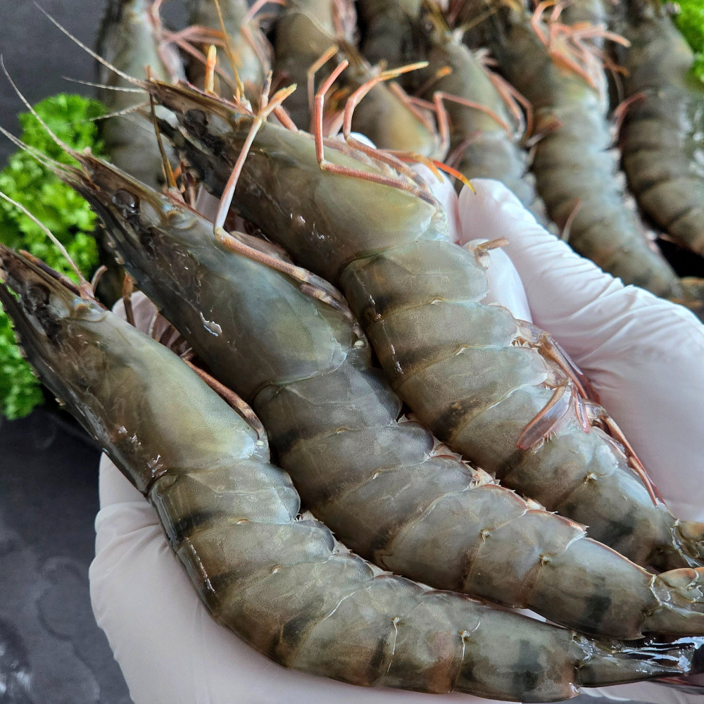 블랙타이거새우 대하 새우구이 새우장 500g 10미 - 상세 이미지 3