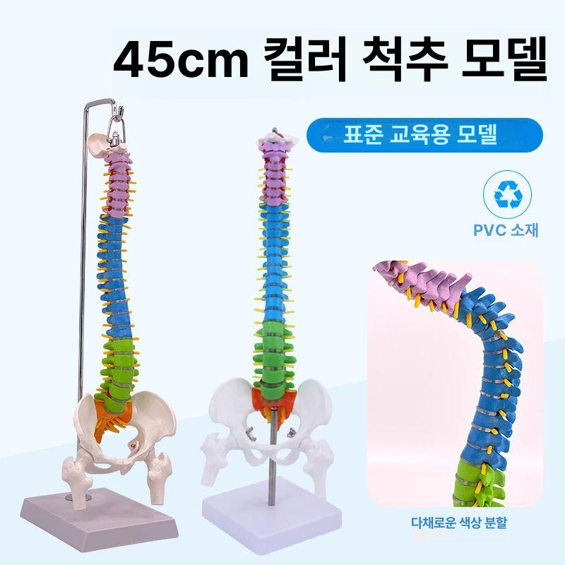 인체모형 교구 골반 해부 산부인과 과학 병원 관찰 교육용 정형과외 모형 허리 골반뼈 사람 45cm 직립형 골반 포함 단단한 B - 상세 이미지 2