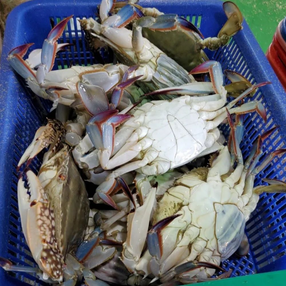 활꽃게 가을 숫꽃게 꽃개 꽂게 서해안 제철 숮꽃게 수꽃게 생물 숫게 1kg(3~5미)