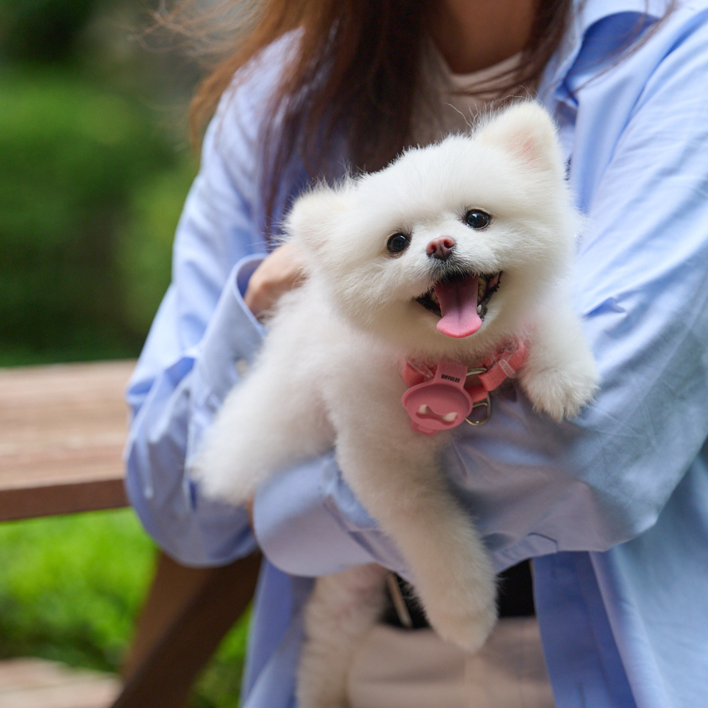 디퓨리 강아지 안심산책클립 모기 진드기 벼룩 해충기피제 벌레퇴치제+오일 15ml 스카이블루 이미지 2