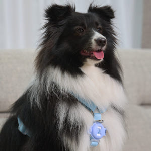 디퓨리 강아지 안심산책클립 모기 진드기 벼룩 해충기피제 벌레퇴치제+오일 ... 솔직 후기 | 실제 사용자 리뷰 총정리 - 상품 이미지 3