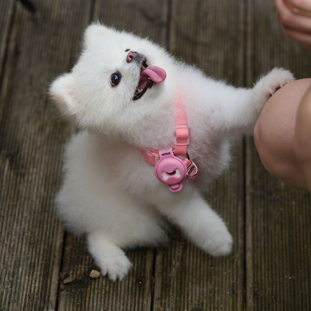 디퓨리 강아지 안심산책클립 모기 진드기 벼룩 해충기피제 벌레퇴치제+오일 15ml 스카이블루 이미지 4