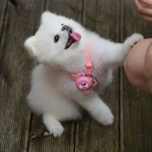 디퓨리 강아지 안심산책클립 모기 진드기 벼룩 해충기피제 벌레퇴치제+오일 ... 솔직 후기 | 실제 사용자 리뷰 총정리 - 상품 이미지 4