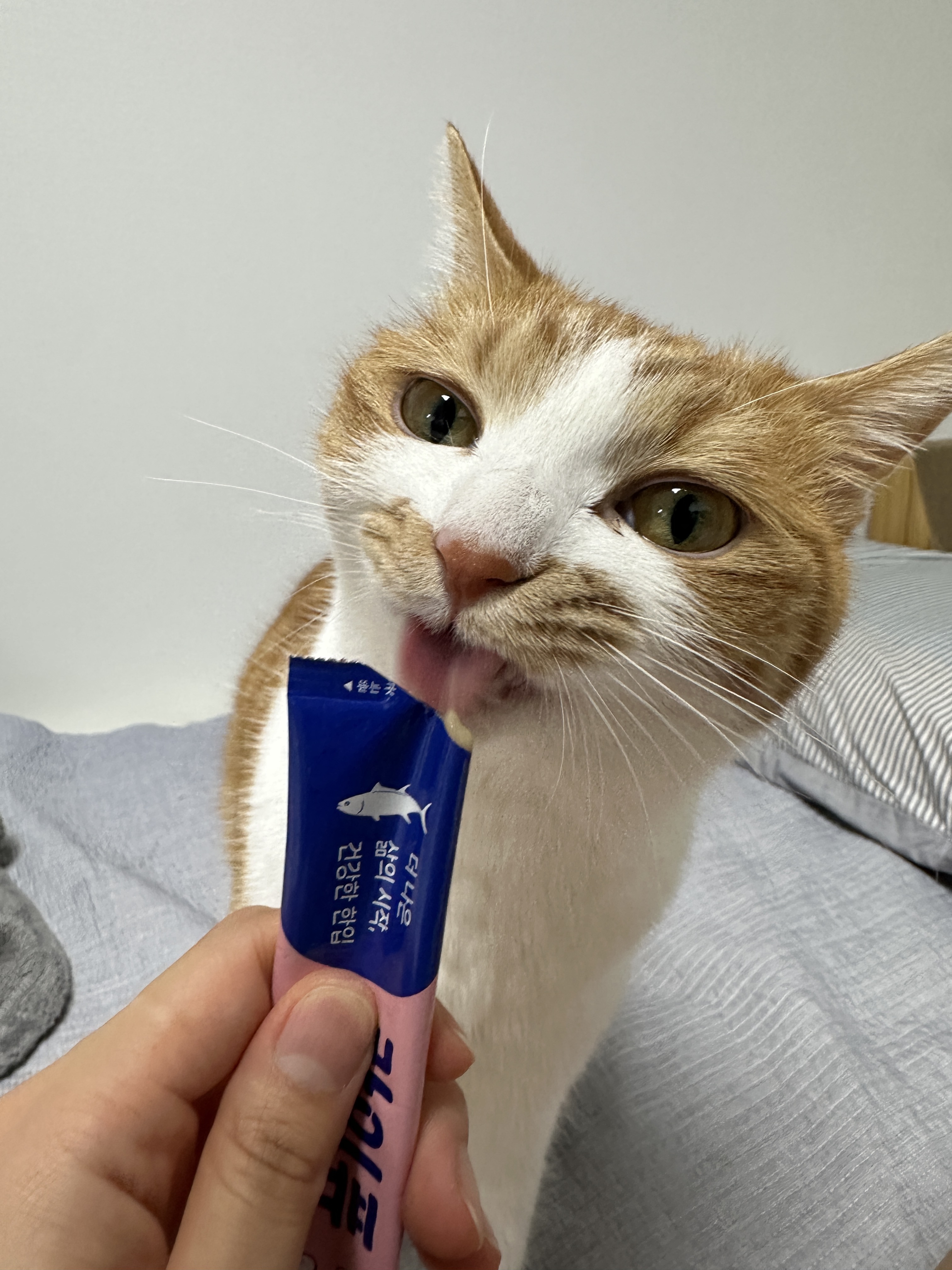 잘먹는 강아지 고양이 유산균 츄르형 퓨레 반려동물 간편한 루틴 장건강, 10포, 1개 이미지 6
