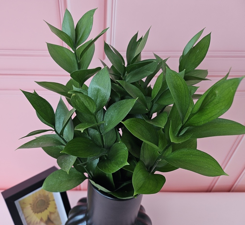 유스풀몰 루스커스 1대 1줄기 생화택배 꽃배달 싼곳 솔직 후기 | 실사용자 리뷰 분석 - 대표 이미지