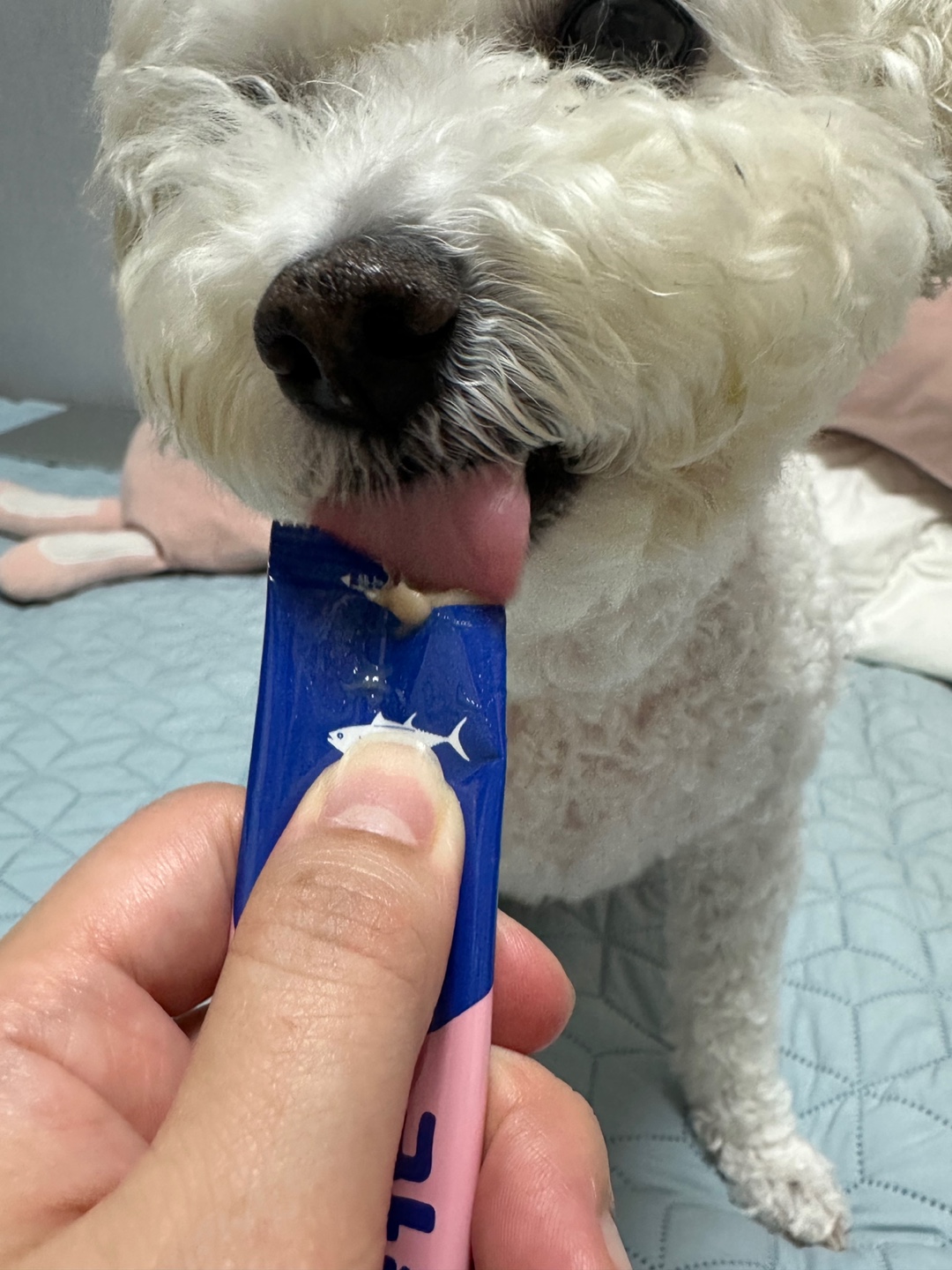 잘먹는 강아지 고양이 유산균 츄르형 퓨레 반려동물 간편한 루틴 장건강, 10포, 1개 - 상세 이미지 5