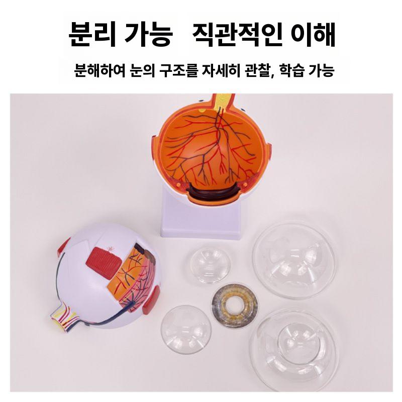 안구 해부학 모형 병원 인체 모형도 교육 실습 교구 3배 확대 / 기본 - 상세 이미지 3