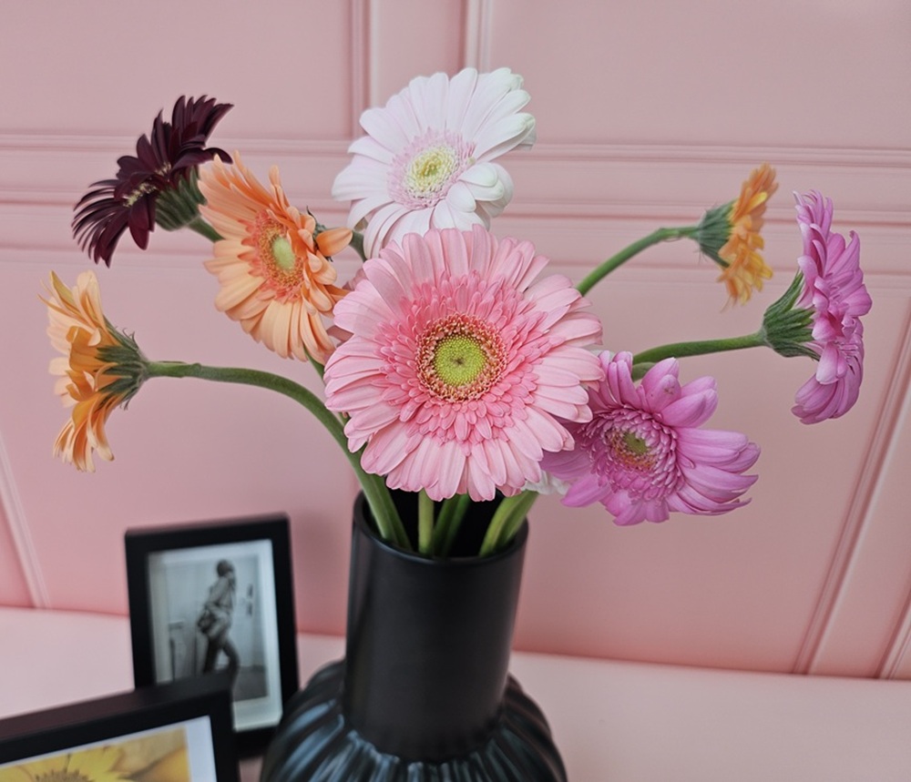 유스풀몰 생화 파스텔톤 거베라 1송이 피콜리니 꽃배달싼곳 꽃 솔직 후기 | 실사용자 리뷰 분석 - 대표 이미지