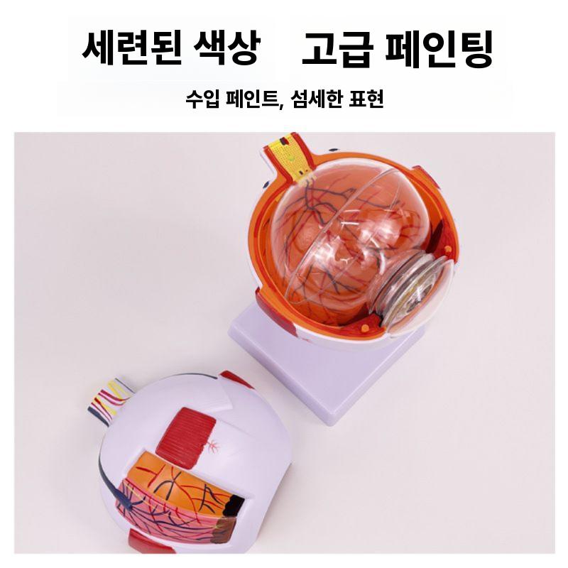 안구 해부학 모형 병원 인체 모형도 교육 실습 교구 3배 확대 / 기본 - 상세 이미지 4