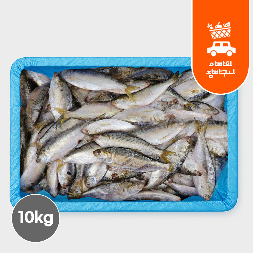 국내산 제철 전어 10kg 가을 전어회 급냉 활전어 횟감선도 구이용 세꼬시