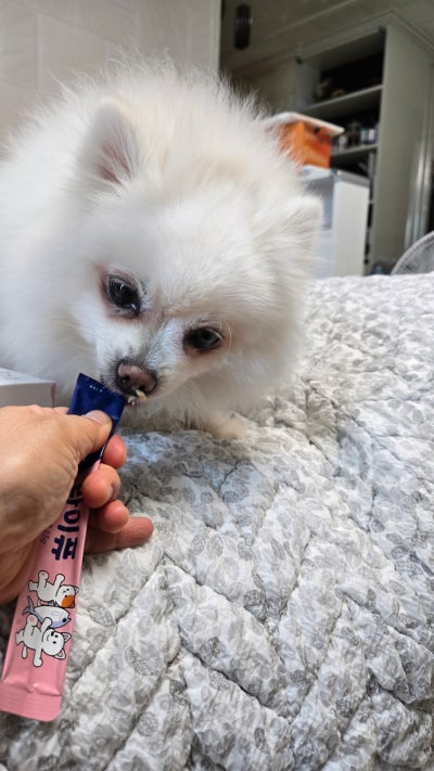 잘먹는 강아지 고양이 유산균 츄르형 퓨레 반려동물 간편한 루틴 장건강, 10포, 1개 이미지 7