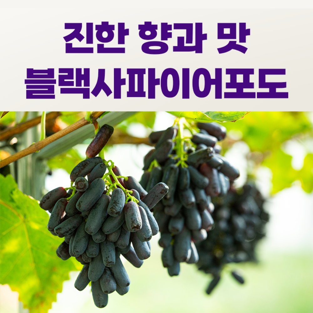 씨없는 블랙사파이어포도 수입 제철과일 가지포도 18Brix, 1kg, 3개 - 상세 이미지 5