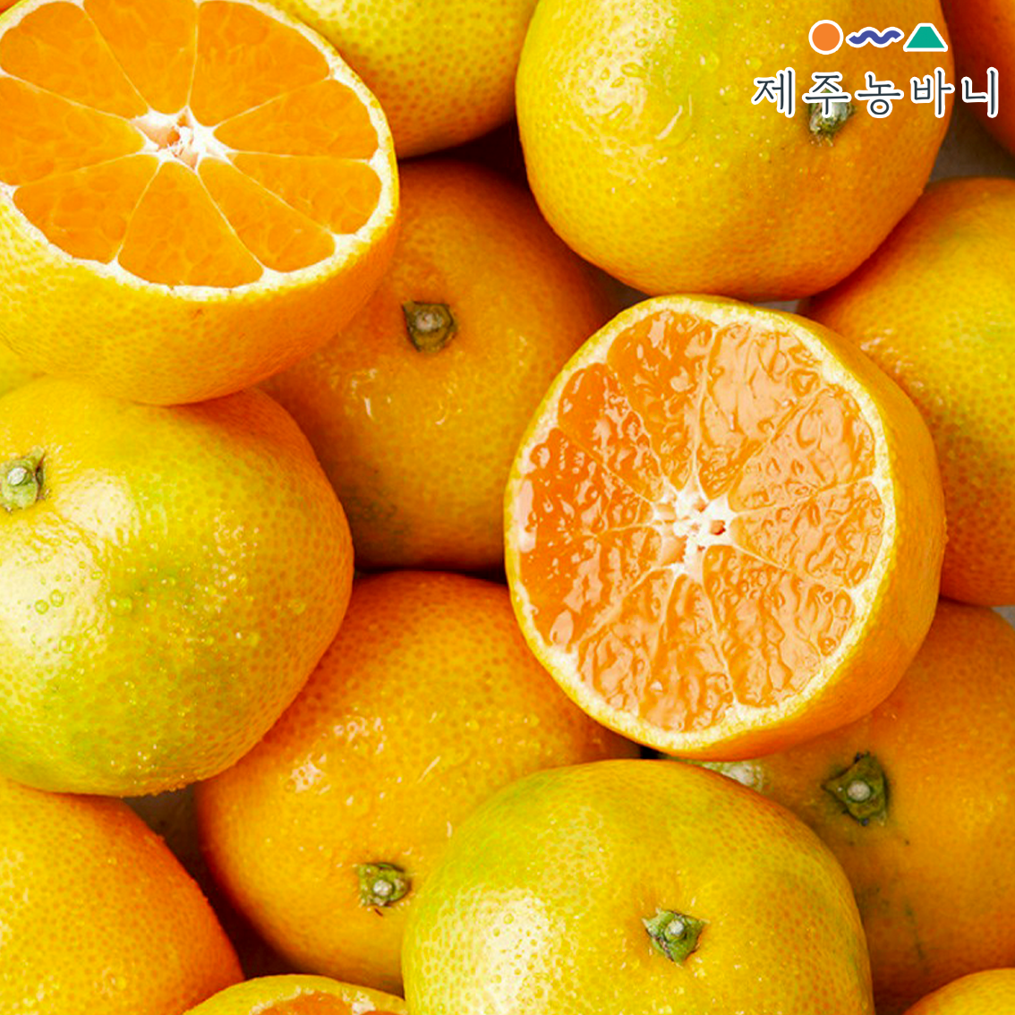 제주 서귀포 고당도 타이벡 노지감귤 5kg 10kg 가정용 꿀귤 조생귤 - 상세 이미지 2