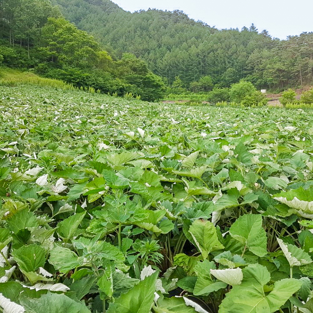 싸리재 찰떡 [ 현미 찹쌀 수리취 인절미 200g ] 굳지않는 아침대용 냉동 떡 - 상세 이미지 5