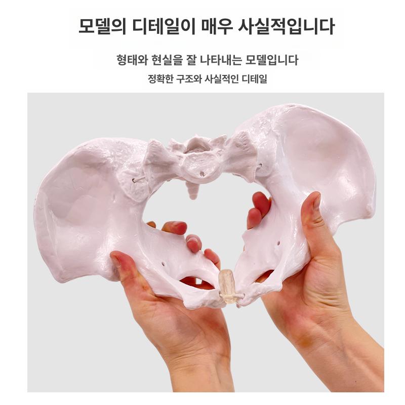 여성 골반 모형 골격 실습 해부학 신체 대퇴골 인체 가동식-소형 골반 13x7x9cm - 상세 이미지 2