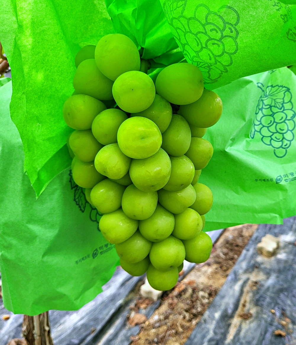 경산 샤인머스켓 샤인머스캇 씨없는 청포도 1.3kg 2kg 산지직송 특품 선물세트