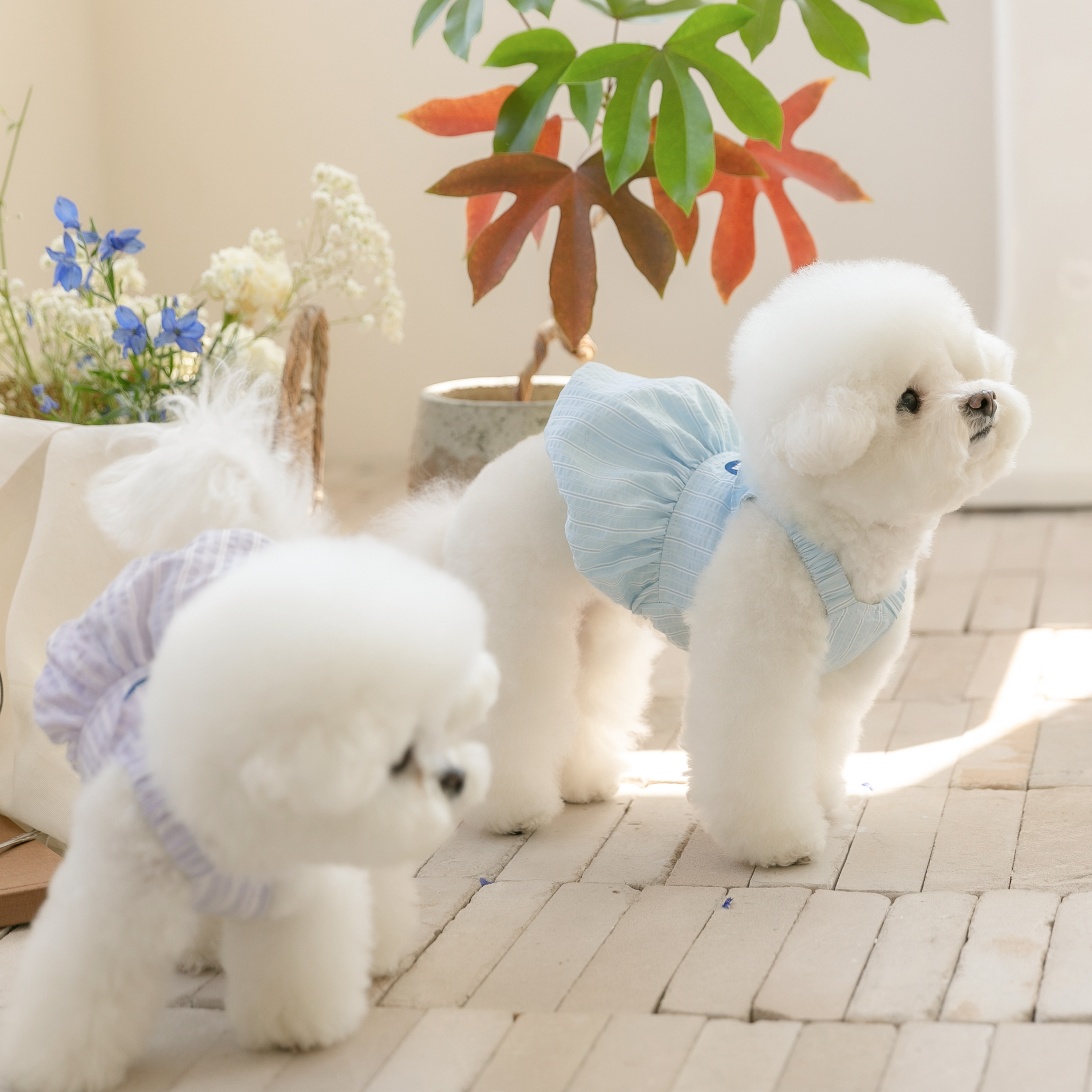 강아지옷 강아지 애견 원피스 실내복 마르떼 제품 이미지