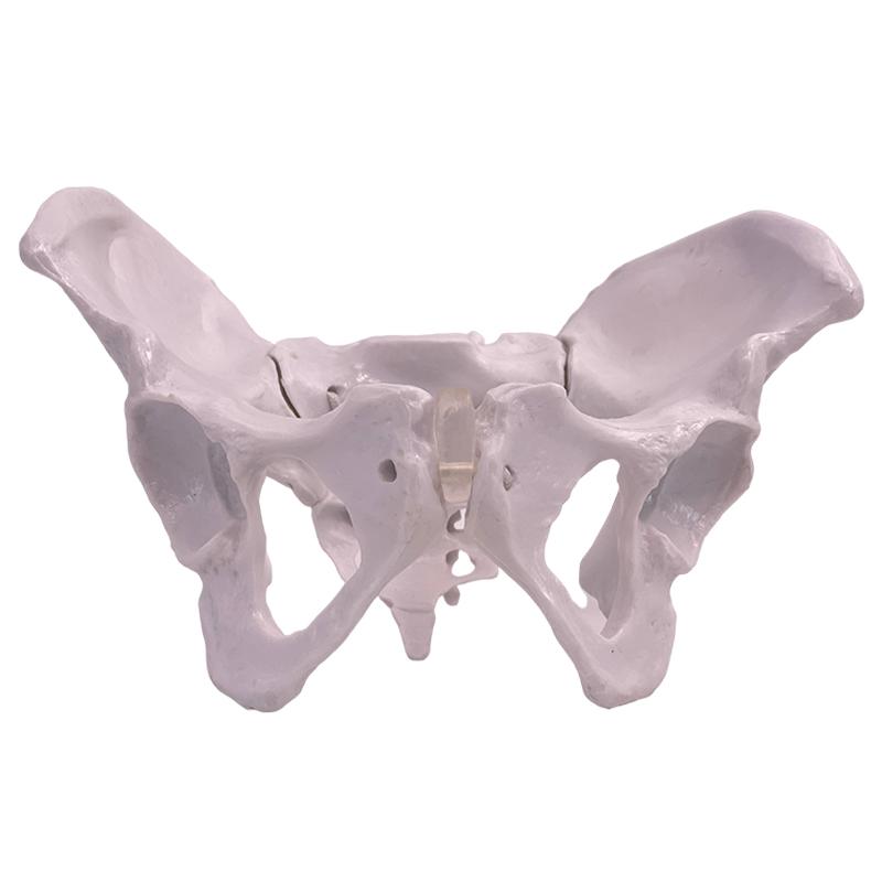 여성 골반 모형 골격 실습 해부학 신체 대퇴골 인체 가동식-소형 골반 13x7x9cm - 상세 이미지 5