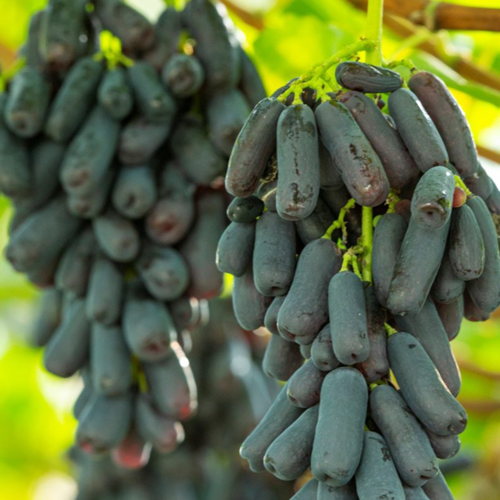 씨없는 블랙사파이어포도 수입 제철과일 가지포도 18Brix, 1kg, 1개