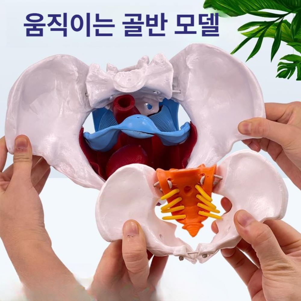 여성 골반 모형 골격 실습 해부학 신체 대퇴골 인체 가동식-소형 골반 13x7x9cm - 상품 이미지