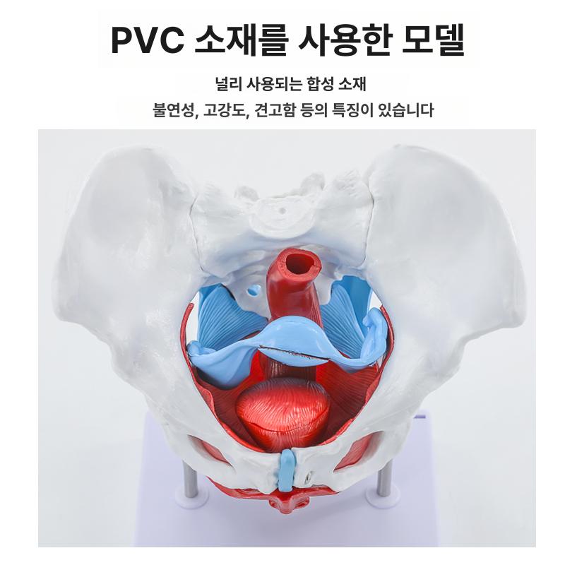 여성 골반 모형 골격 실습 해부학 신체 대퇴골 인체 가동식-소형 골반 13x7x9cm - 상세 이미지 4