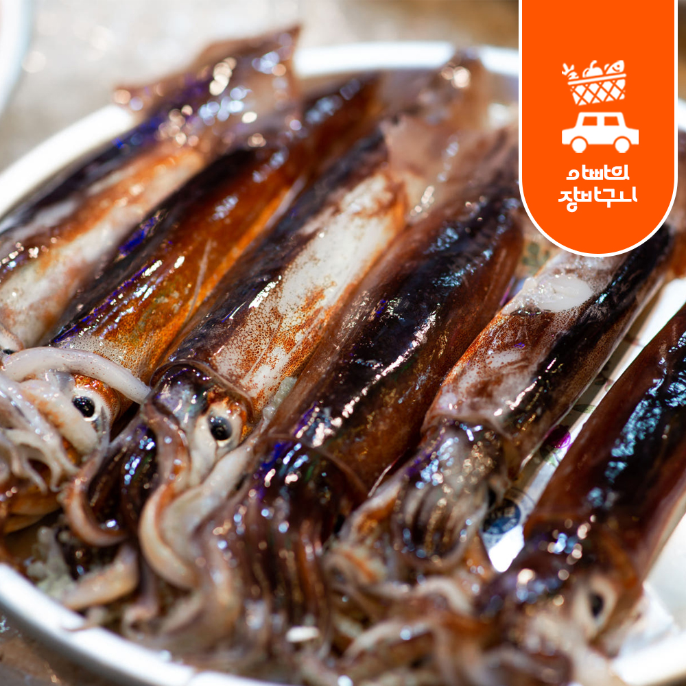 국내산 초코 오징어 동해안 급냉 선동 통찜 숙회