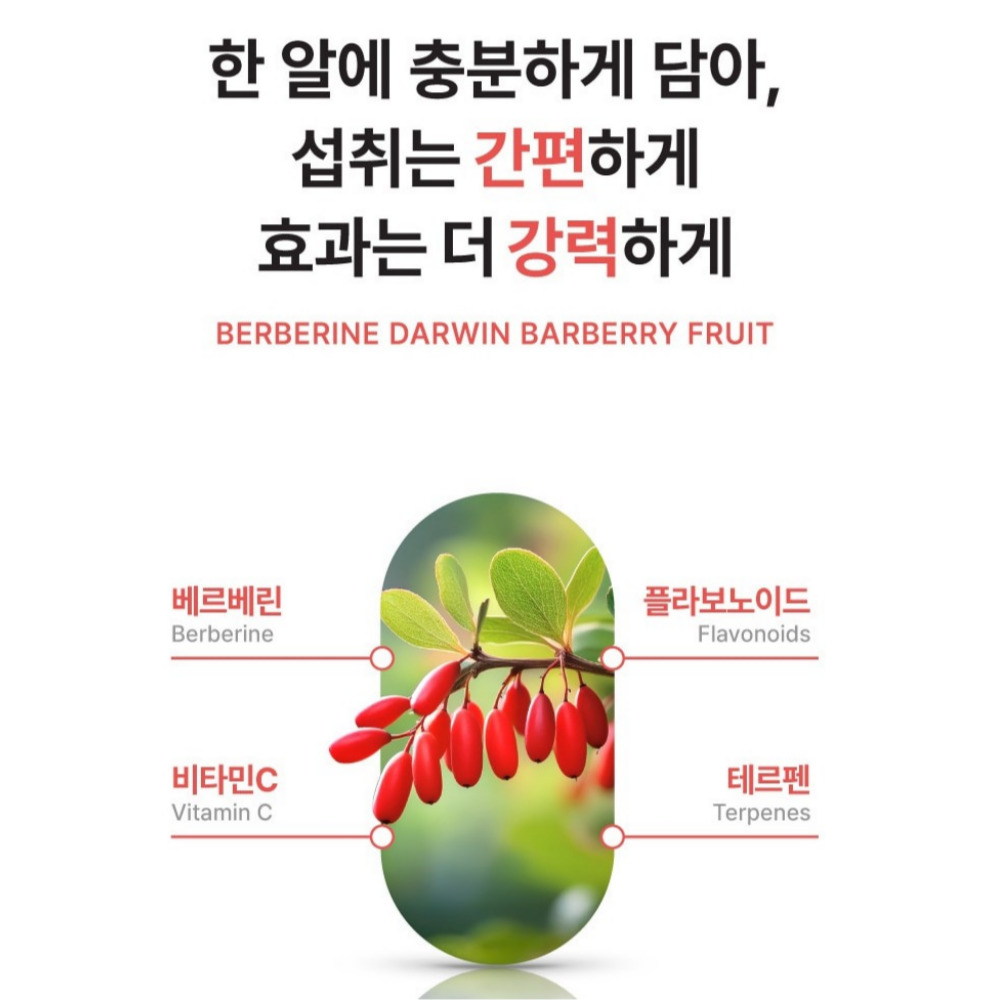 salmsi 베르베린 다윈매자나무 열매추출물 정 고약사 알칼로이드 약2개월 - 상세 이미지 4