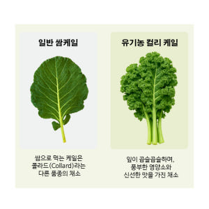 유기농 컬리케일 미국산 동결건조 곱슬케일 순수 식물성 추출물 600mg ... 맛있게 먹은 솔직 후기 - 상품 이미지 3