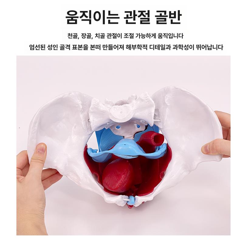 여성 골반 모형 골격 실습 해부학 신체 대퇴골 인체 가동식-소형 골반 13x7x9cm - 상세 이미지 3