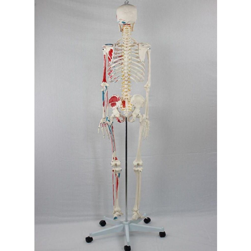전신 뼈모형 해부학 모형 해부 신체 뼈대 뼈골격 모델 해골 176cm 뼈모형 - 상품 이미지