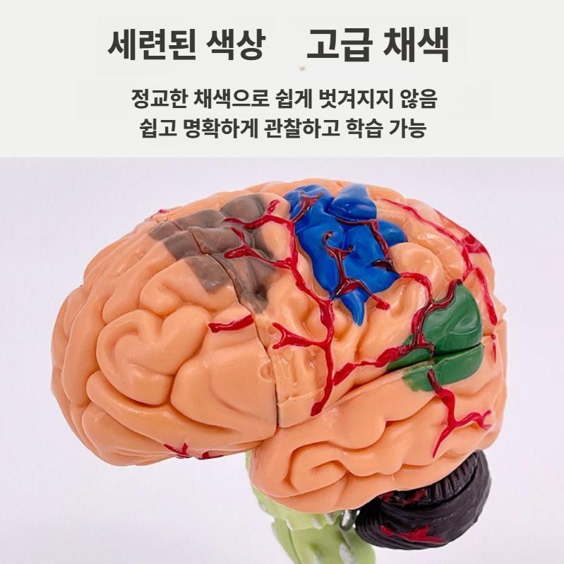 두뇌 해부학모형 뇌 구조 교구 모델 병원 과학실 모형도 - 상세 이미지 5