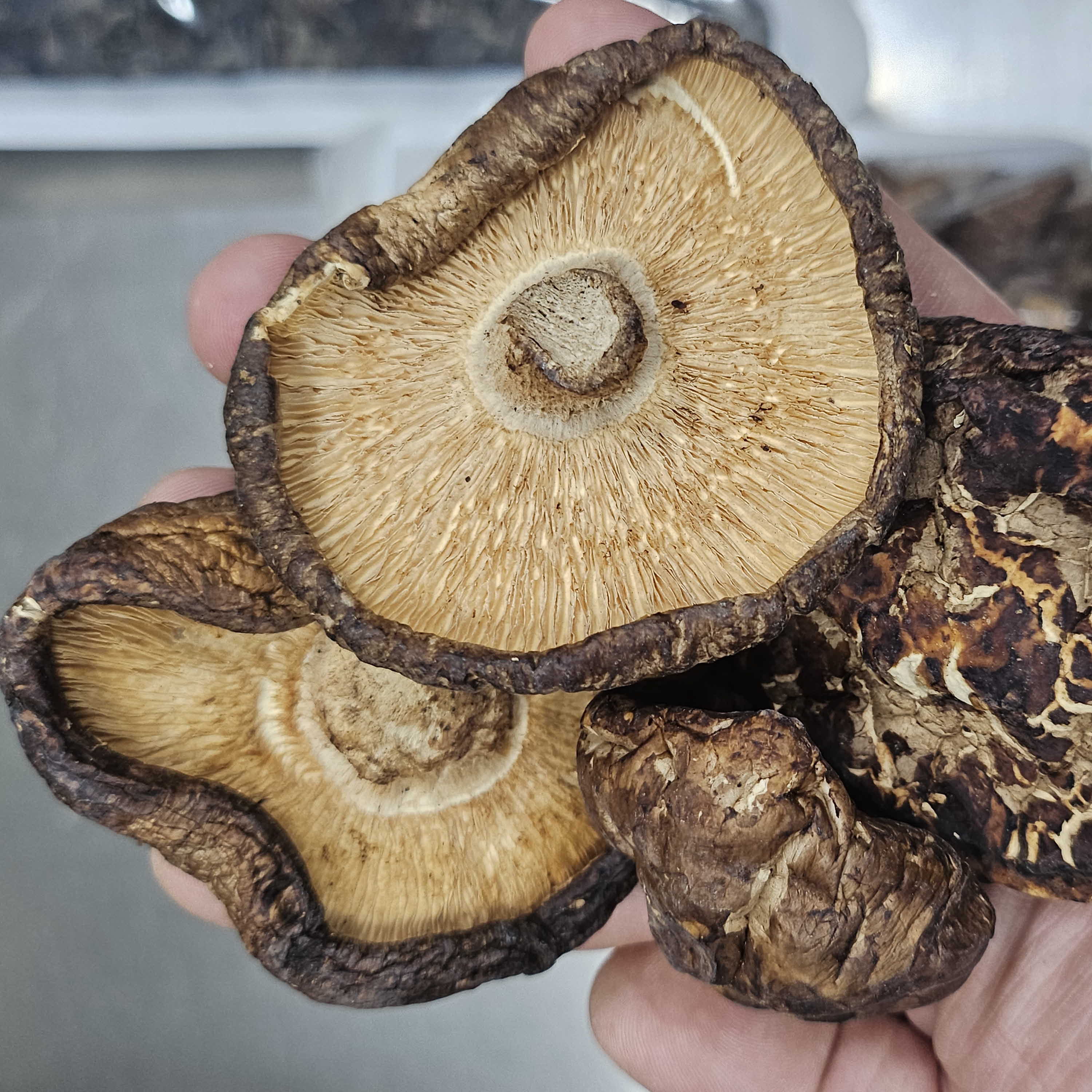 바다안 건 표고 목이 한입목이 버섯 1kg 마른 말린 통 슬라이스 - 상품 이미지