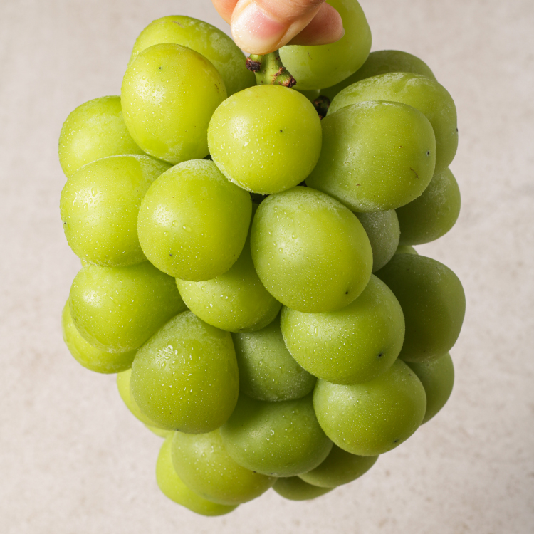 프리미엄 샤인머스켓 영천 1등 수출농가 고당도 가정용 선물용