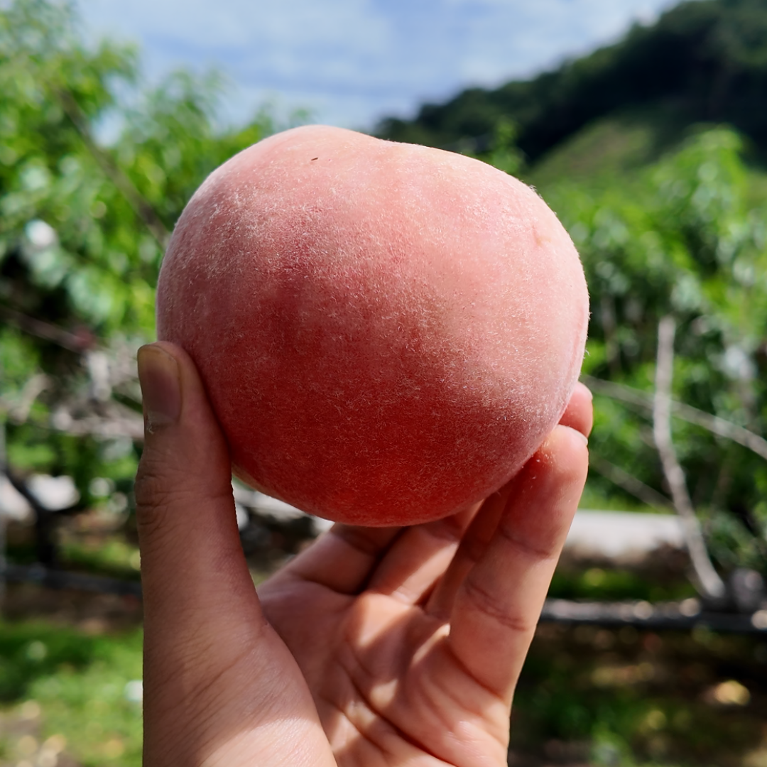 치악산 고당도 복숭아 프리미엄 백도 황도 말랑이 딱복숭아