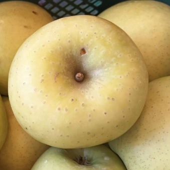 못난이 중과 맛있는 시나노 골드 사과 12.5Brix, 2kg, 1개 - 상세 이미지 3